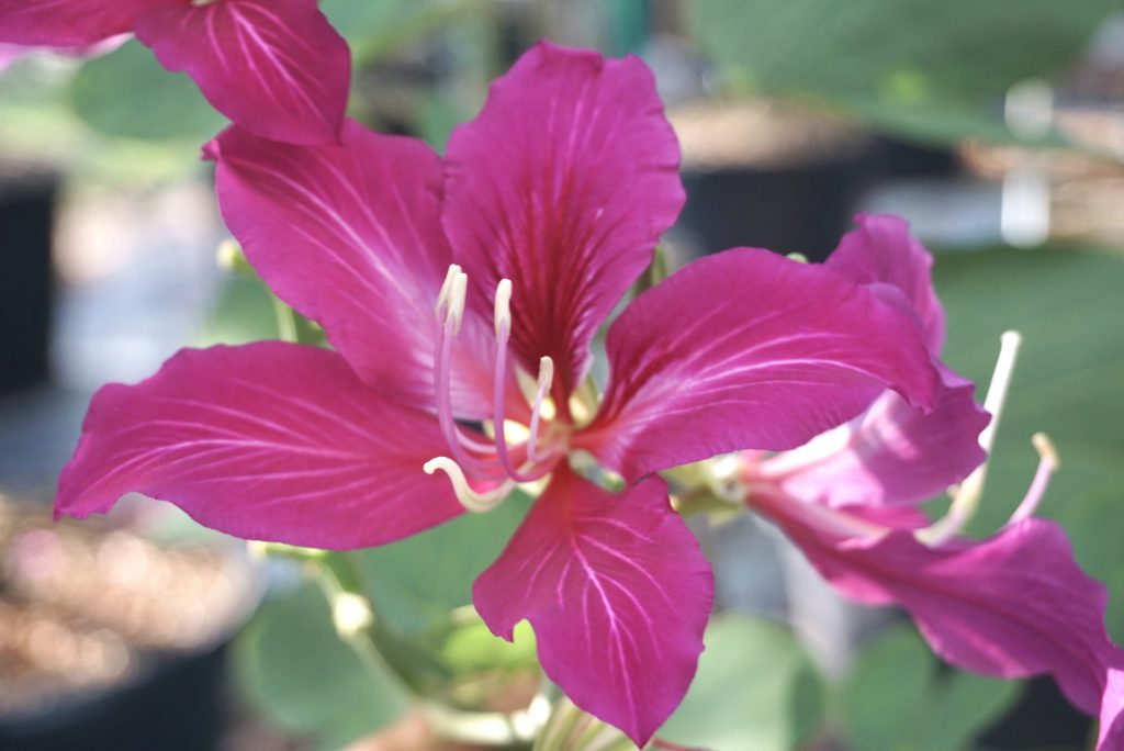 Bauhinia X Blakeana (Hong Kong Orchid) Treeworld Wholesale