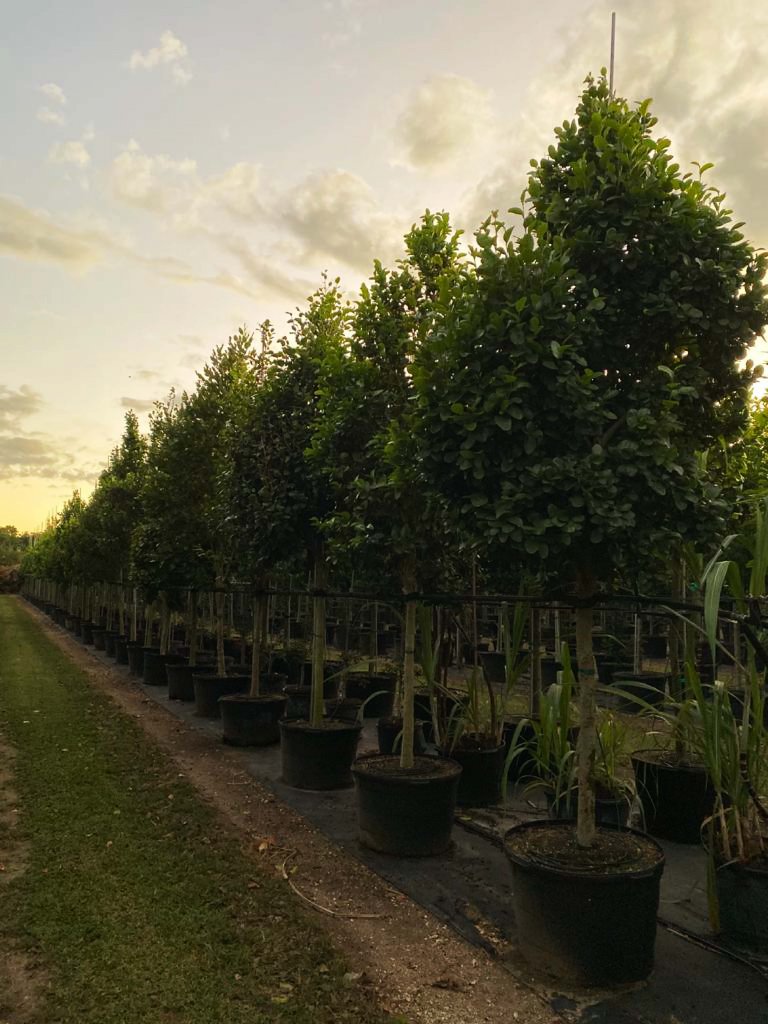 Pigeon Plum Tree Row. How trees affect air quality