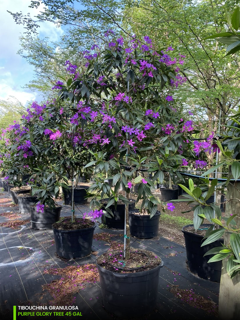 Tibouchina Granulosa - purple glory tree for sale South Florida