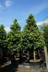 Calophyllum brasiliensis 100 Gal (2)