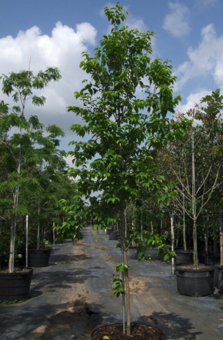 Cordia nitida