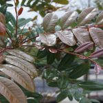 Simarouba Glauca (Paradise Tree) leaf