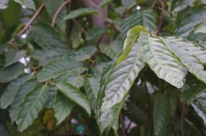 uses of trees Tabebuia chrysotricha