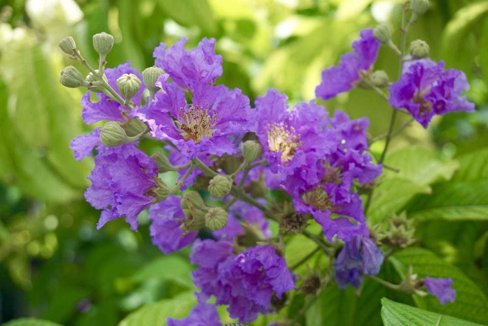 Flowering trees