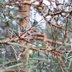 Acacia Seyal also known as Red Acacia closeup at TreeWorld Wholesale