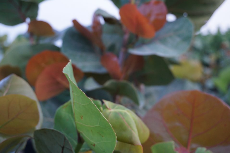 Sea Grape std leaf