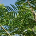 Albizia Niopoides (Silk Tree) Leaves