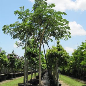 sun and shade trees SAMANEA SAMAN (RAIN TREE / MONKEY POD) 200 GAL