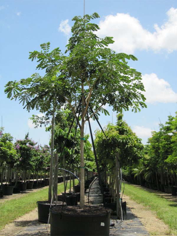 sun and shade trees SAMANEA SAMAN (RAIN TREE / MONKEY POD) 200 GAL