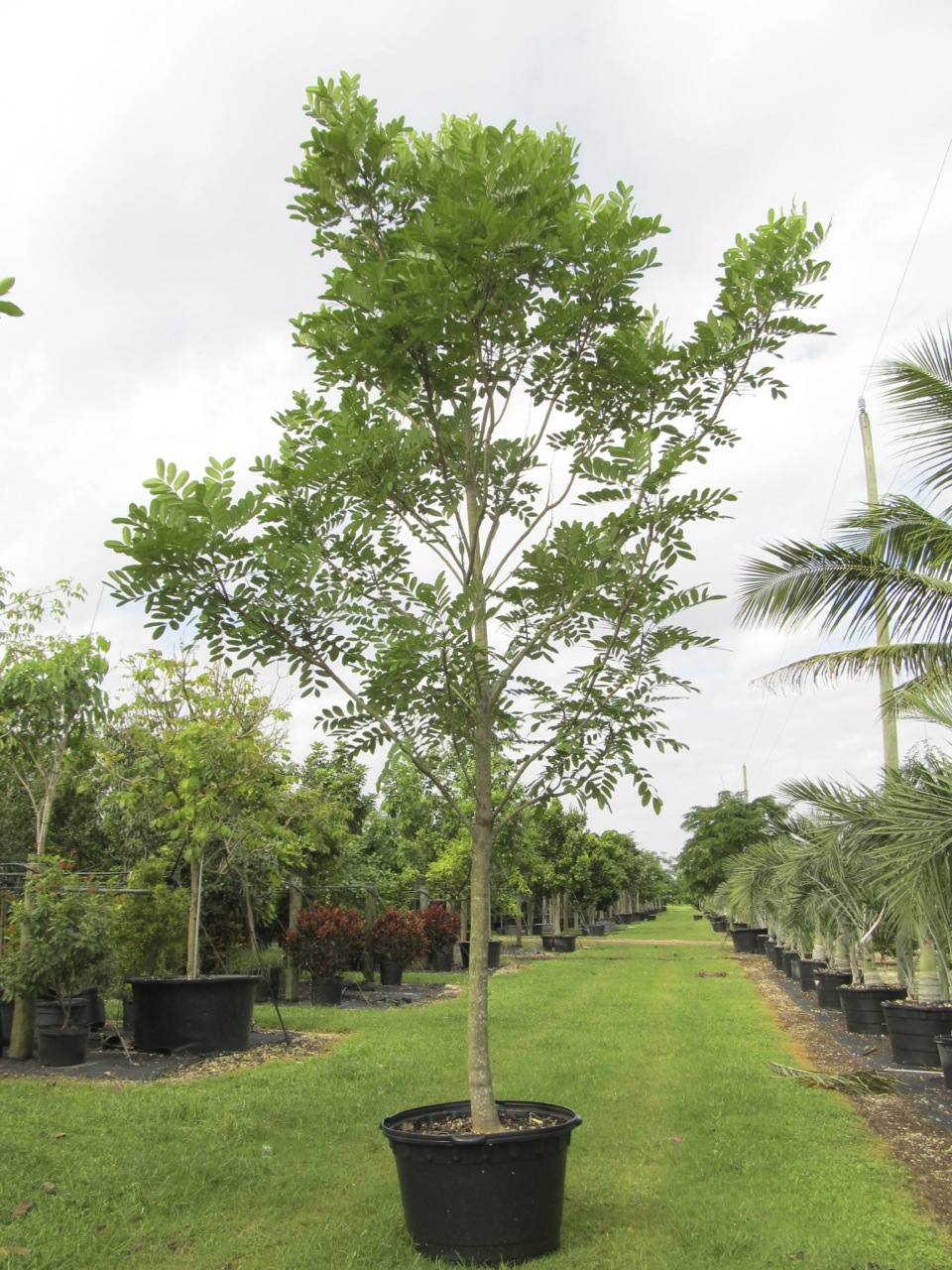 SIMAROUBA GLAUCA (PARADISE TREE) 25 GAL