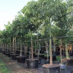 100 Gal Pachira Aquatica for sale (Water Chestnut)
