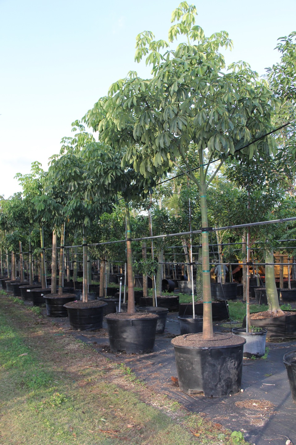 Pachira aquatica on sale