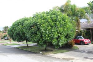 key issues facing street cultivation FILICIUM DECIPIENS (JAPANESE FERN TREE) SPECIMEN