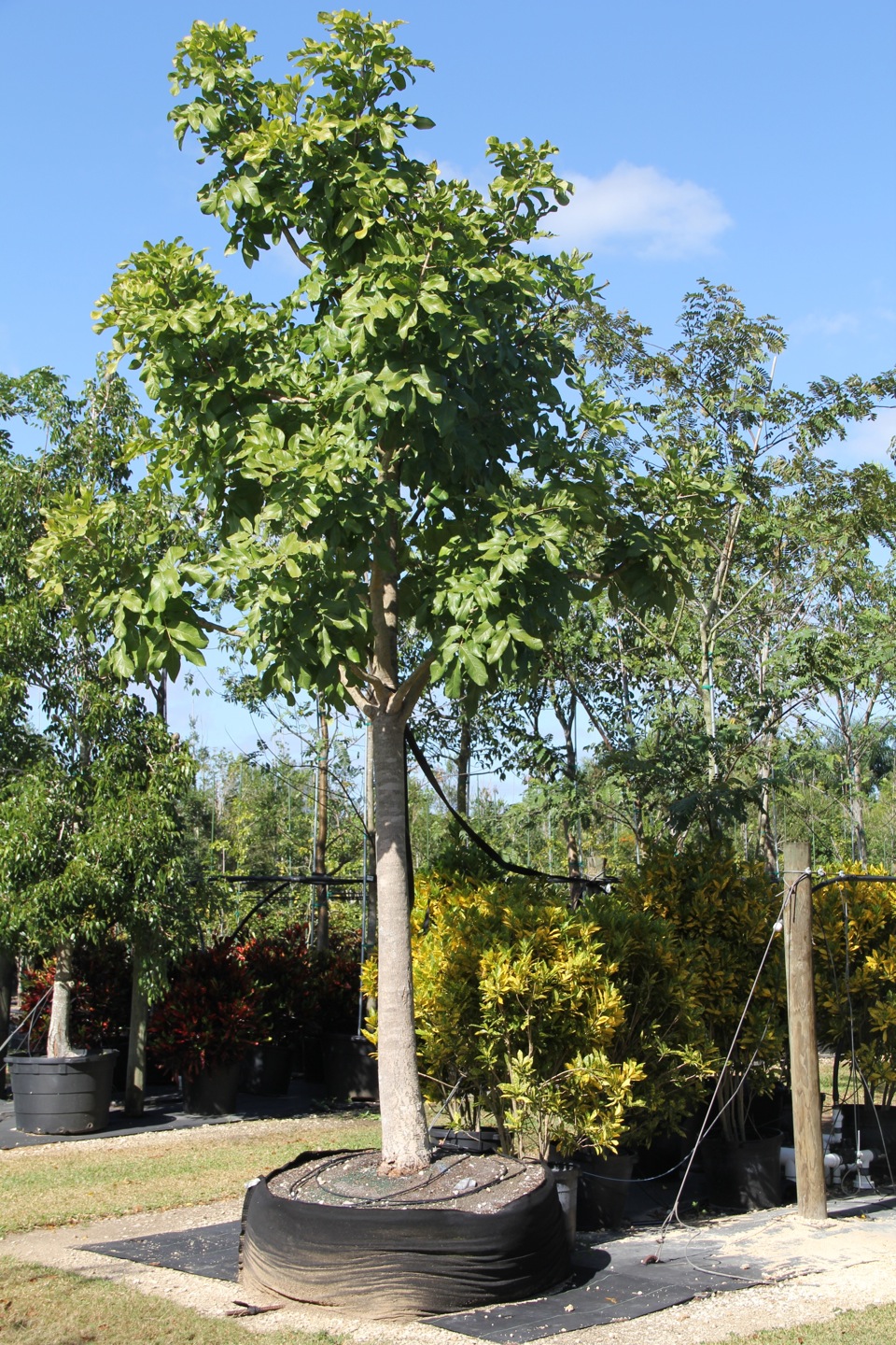 KIGELIA PINNATA (SAUSAGE TREE) 200 GAL