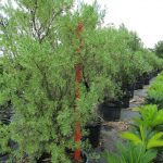 SURIANA MARITIMA (BAY CEDAR) BUSH