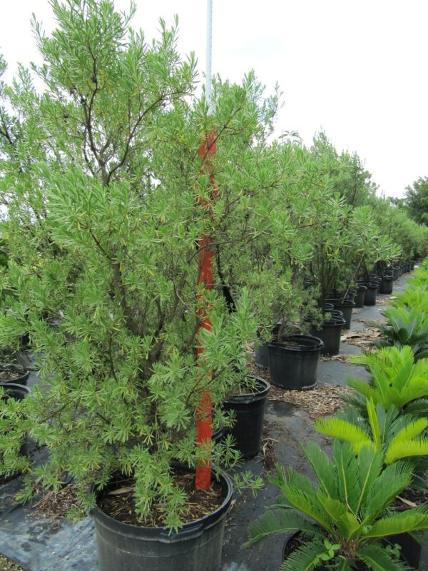 SURIANA MARITIMA (BAY CEDAR) BUSH