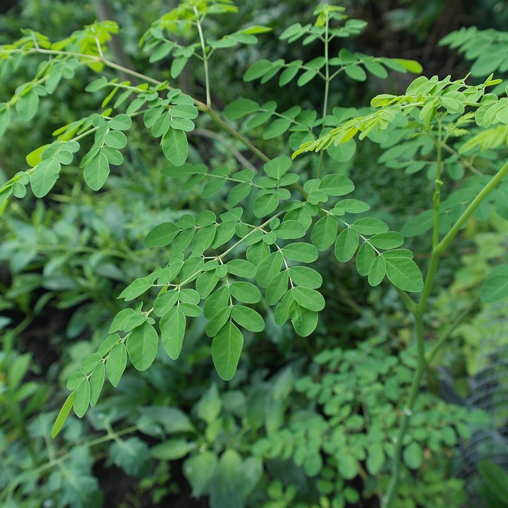 Moringa Oleifera Leaf