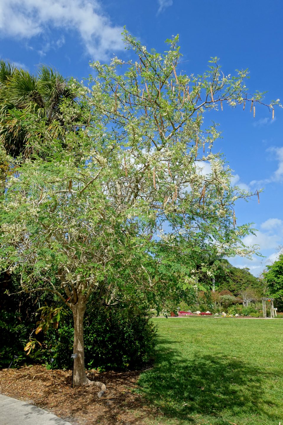 Moringa Oleifera