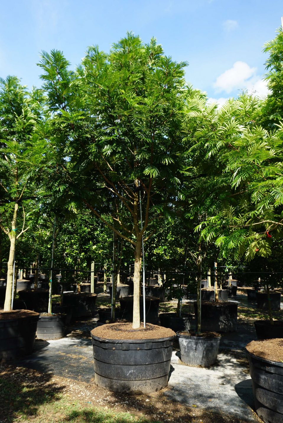 Pithcellobium Arboreum, Cojoba Aroboreum (Lorito Tree)