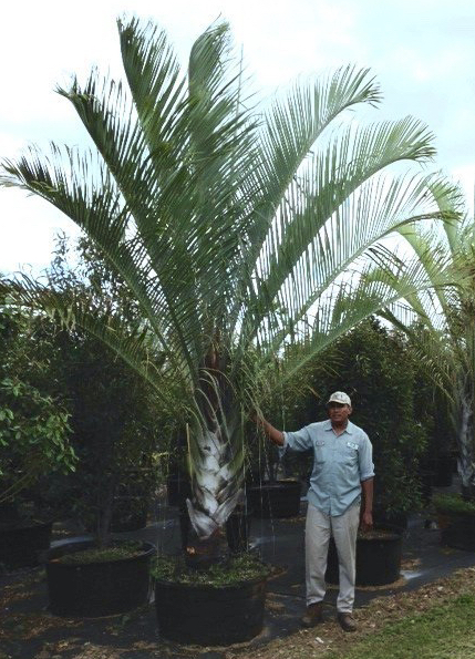 dypsis decaryi 100 gal