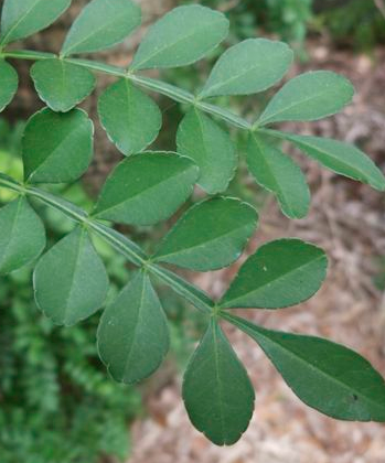 Zanthoxylum fagara leaf