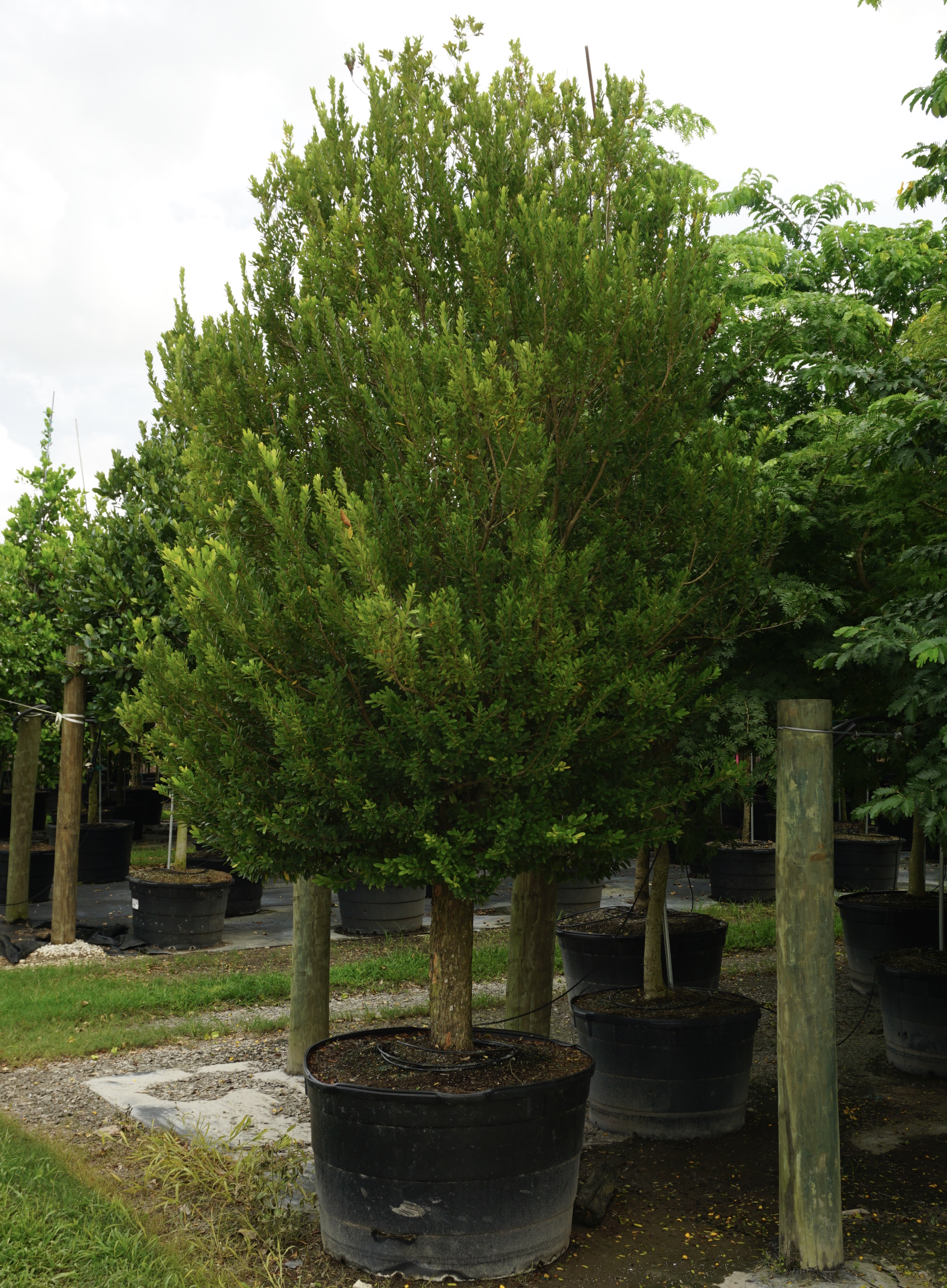 eugenia foetida