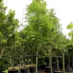 Neem Tree (Azadirachta indica) 45 gal