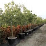 Zanthoxylum flavum - Satinwood tree for sale Florida 45GAL