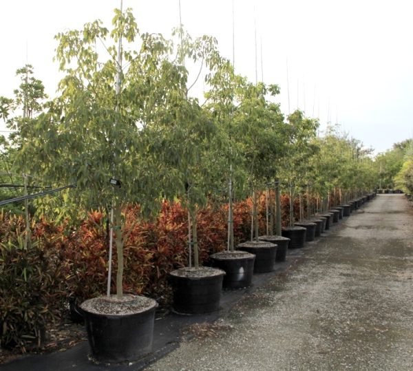 Zanthoxylum flavum - Satinwood tree for sale Florida 45GAL