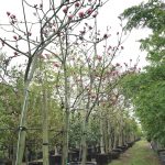 Pseudobombax ellipticum (Shaving Brush Tree)