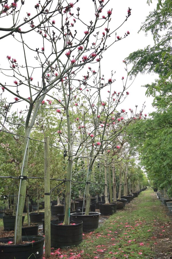 Pseudobombax ellipticum (Shaving Brush Tree)