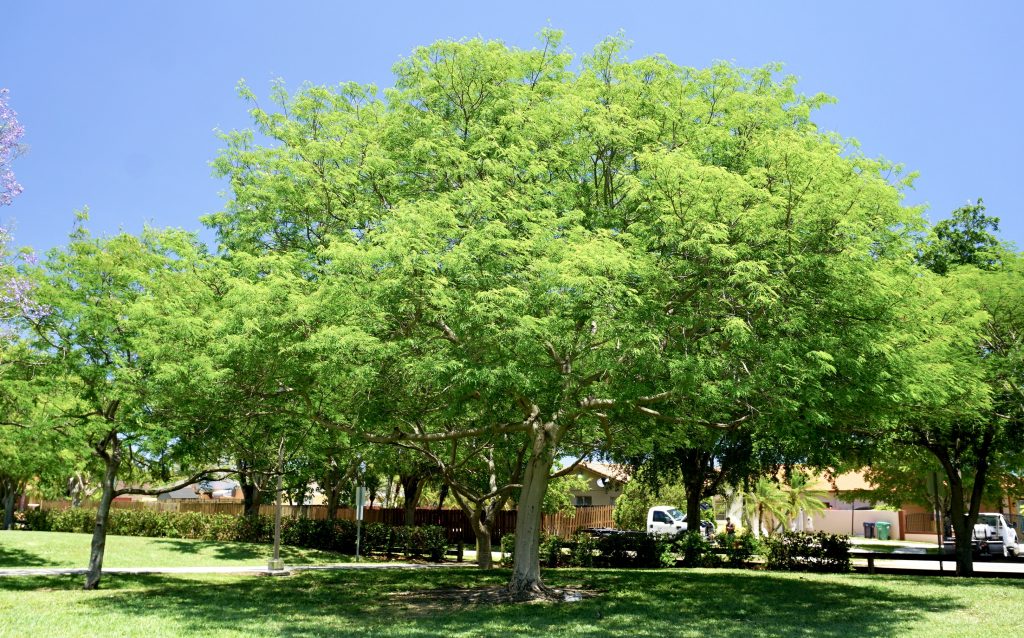 South Florida & Caribbean Trees Treeworld Wholesale