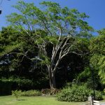 Albizia Niopoides (Silk Tree) Specimen