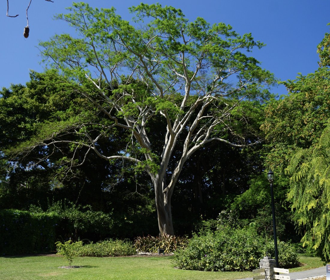 Albizia Niopoides (Silk Tree) Specimen
