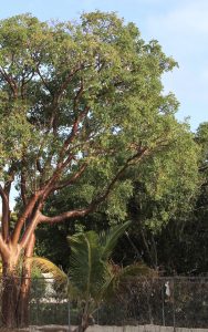 All Season Garden  Red Gumbo Limbo