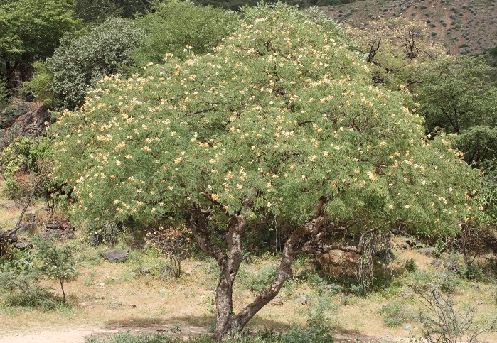Delonix Elata Specimen