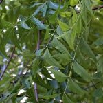 Neem Tree (Azadirachta indica) leaves