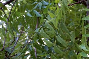 Neem Tree (Azadirachta indica) leaves