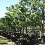 Neem Tree (Azadirachta indica)