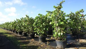 trees are important COCCOLOBA UVIFERA (SEA GRAPE) 45 GAL