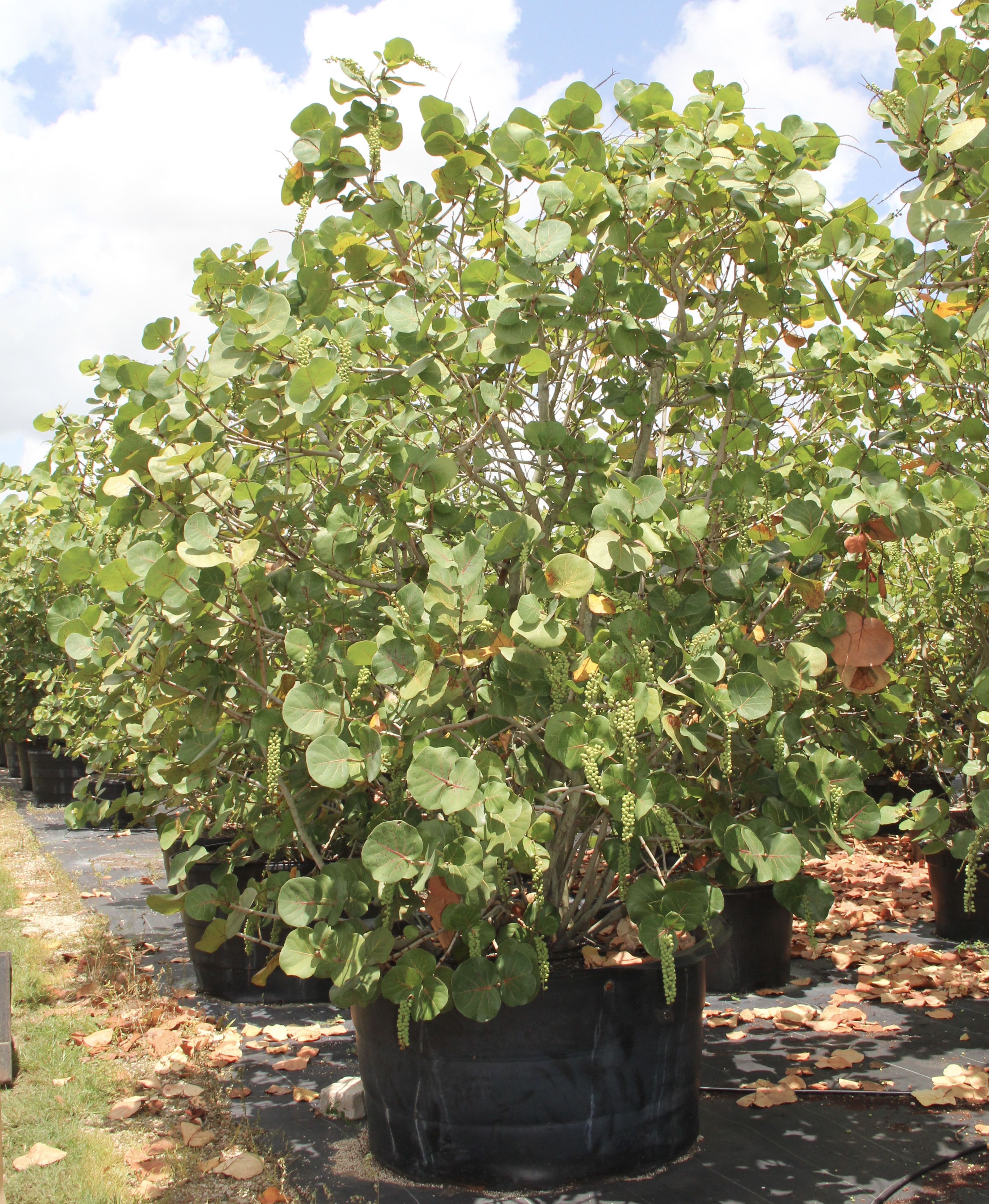 200 Gal Coccoloba Uvifera (Seagrape)