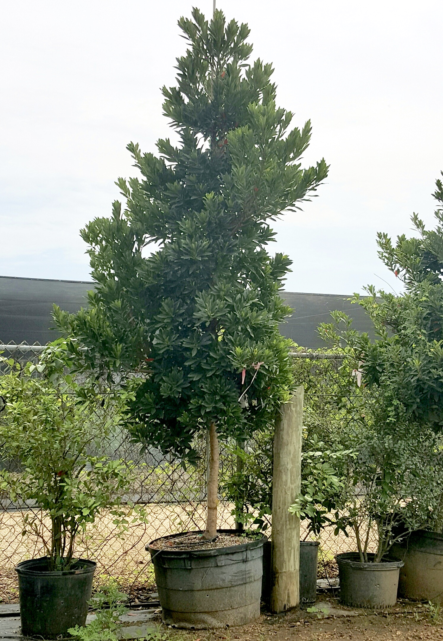 Elaeocarpus Decipiens (JAPANESE BLUEBERRY TREE)