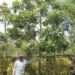 Simarouba glauca (Paradise tree) - Buy