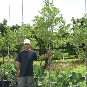 Guapira Discolor (Blolly)