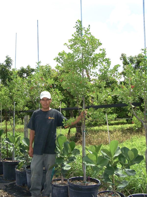 Guapira Discolor (Blolly)