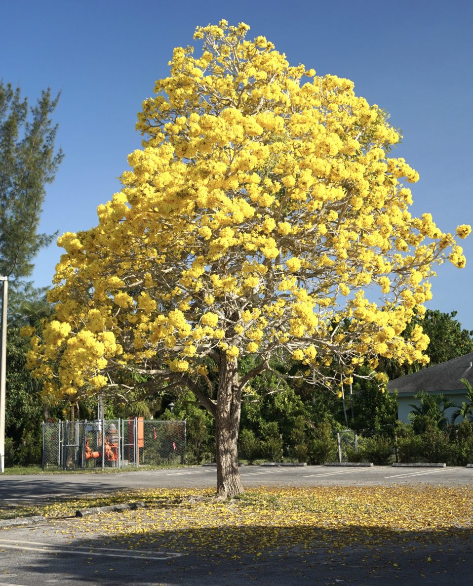 Deciduous & Year Long Trees. Tabebuia Chrysantha (Guayacan)