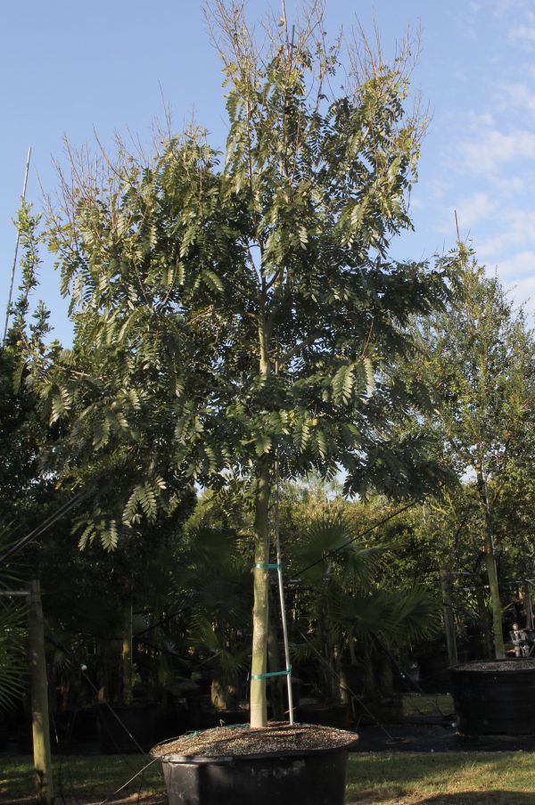 Senna Siamea (KASSOD TREE)