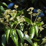 Ocotea Coriacea (Lancewood)