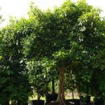 Ficus Benghalensis (Banyan))200 Gal