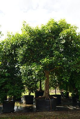 Ficus Benghalensis (Banyan))200 Gal